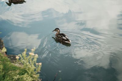 Bird swimming in lake