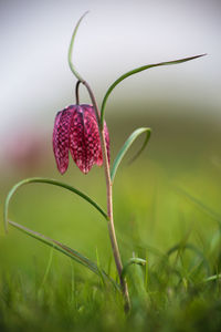 Close-up of red flowering plant on field