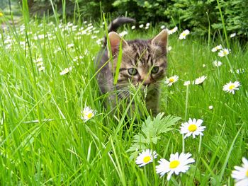 Close-up of a cat on grassland