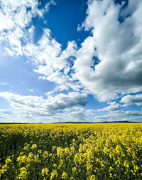 Scenic view of oilseed rape field against sky