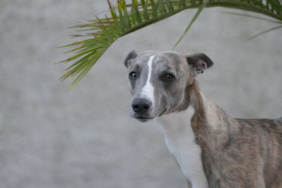 Close-up portrait of dog