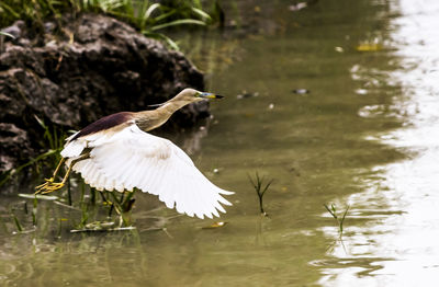 Bird flying over lake