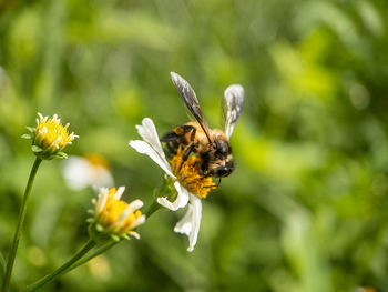 Close-up of butterfly pollinating on flower