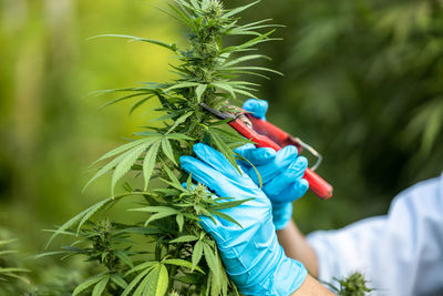 Asian woman marijuana researcher, asian female scientist in hemp field checking plants cannabis