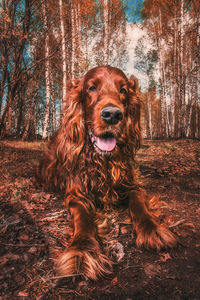 Portrait of dog in forest
