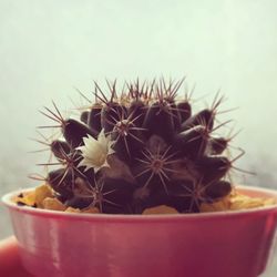 Close-up of potted cactus