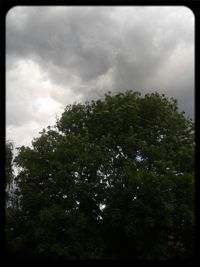 Low angle view of trees against cloudy sky