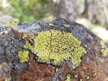 Close-up of lichen on tree trunk