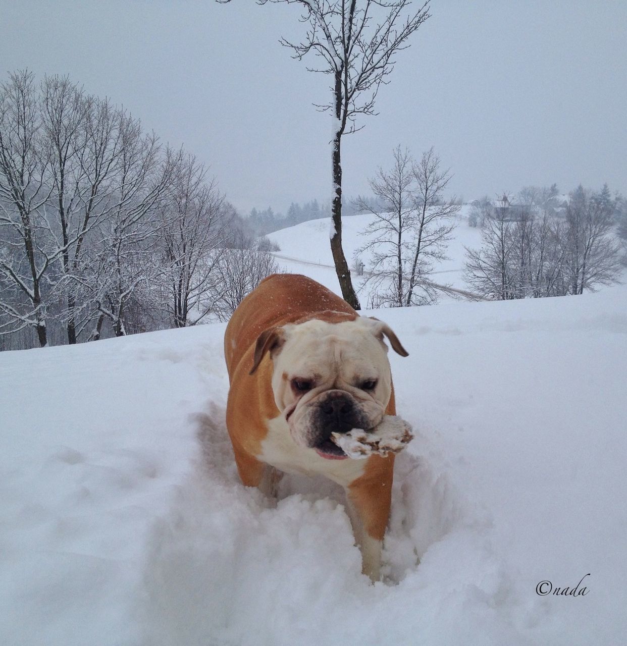 snow, winter, cold temperature, dog, domestic animals, pets, mammal, animal themes, season, one animal, weather, tree, covering, bare tree, field, white color, landscape, covered, nature, frozen