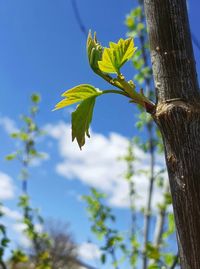Low angle view of tree against sky