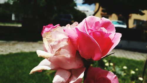 Close-up of pink flower