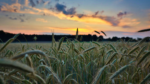 Scenic view of field against sky during sunset