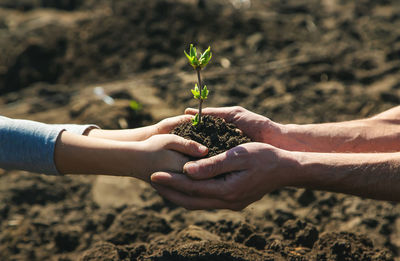 Cropped hand of man holding plant