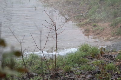 Plants growing on field by lake