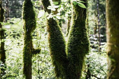 Close-up of pine tree