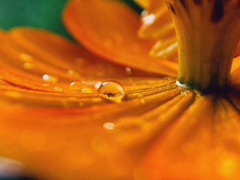 Full frame shot of orange flower