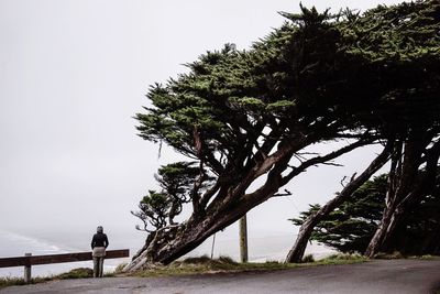 Road passing through trees