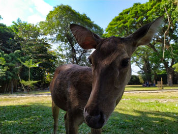 Close-up of a horse on field