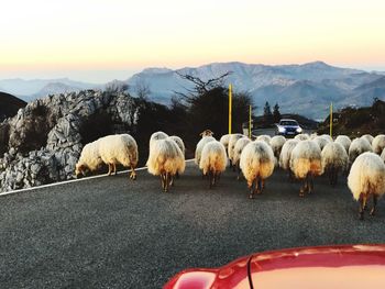 Flock of sheep on landscape against mountain range