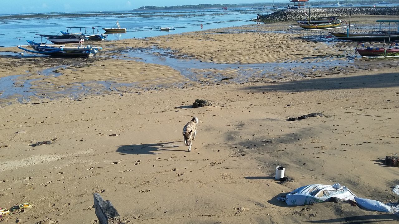 HIGH ANGLE VIEW OF SEAGULLS ON SHORE