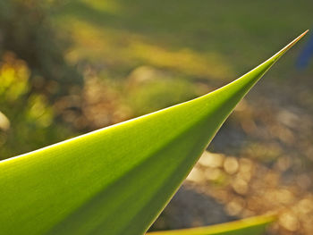 Close-up of leaves on plant