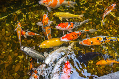 High angle view of koi carps swimming in pond