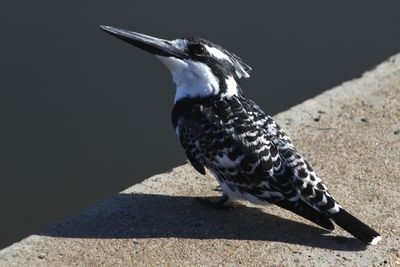 Close-up of bird perching on retaining wall