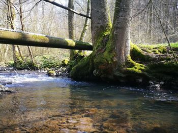 Stream flowing amidst trees in forest