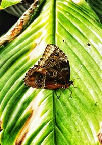 Close-up of butterfly on leaf