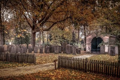 Trees in cemetery during autumn