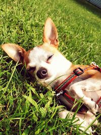 Portrait of dog resting on grassy field