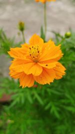 Close-up of yellow flowering plant