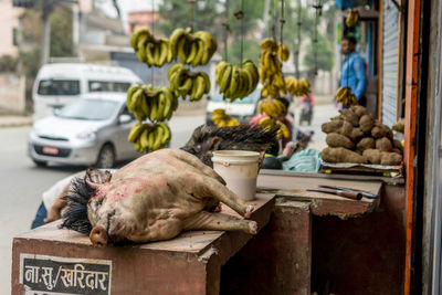 Cat sitting in a street market