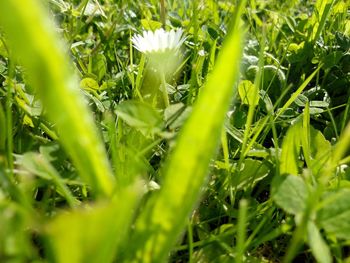 Close-up of dew drops on grass