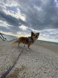 Dog on the beach