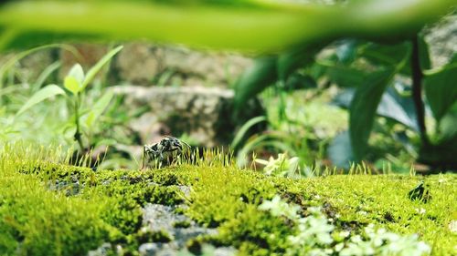 Plants growing on grassy field