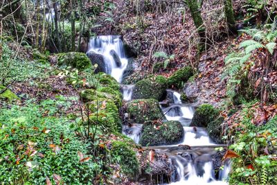 Scenic view of waterfall in forest