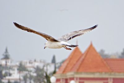 Seagull flying over a building