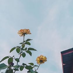 Low angle view of flowering plant against sky