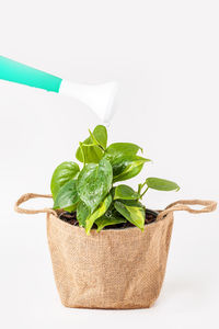 Close-up of fresh green leaves against white background