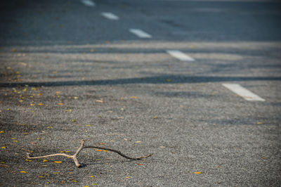 Dry twig on road during sunny day