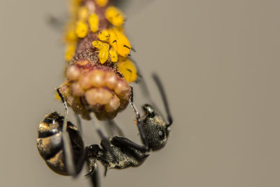 Macro shot of ant with larva on plant