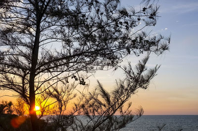 Trees against sky during sunset