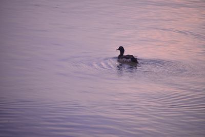 View of ducks swimming in lake