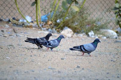 Side view of two birds on a fence