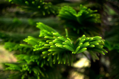 Close-up of fern leaves