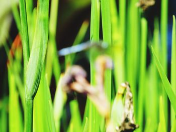 Close-up of fresh green grass