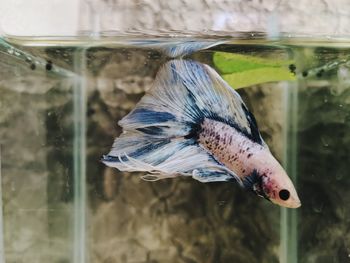 Close-up of fish swimming in water