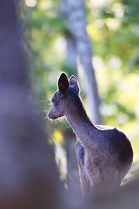 Close-up of a cat looking away