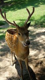 Portrait of deer standing on field